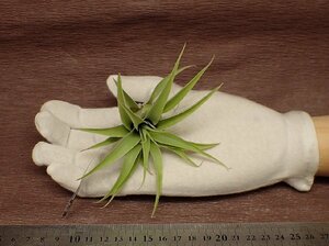 Tillandsia cacticola 'Alba'chi Ran jia*kaktikola Alba # air plant EP