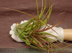Tillandsia brachycauloschi Ran jia*blakikau Roth * воздушный растения CO