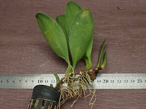 Bulbophyllum longissimum バルボフィラム・ロンギシマム★ラン苗