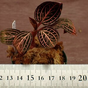 Ludisia discolor 'Ruby Cambodia' ルディシア・ディスカラー ルビーカンボジア★ラン苗の画像1