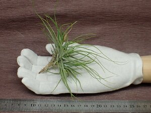 Tillandsia schiedeana Green form チランジア・シーディアナ グリーンフォーム★エアプランツPR