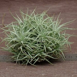 Tillandsia tectorum チランジア・テクトラム★エアプランツPRの画像3