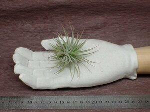 Tillandsia ionantha チランジア・イオナンタ★エアプランツCO