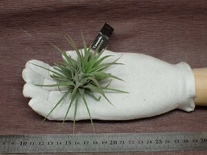 Tillandsia ionanthachi Ran jia* Io naan ta* air plant EP