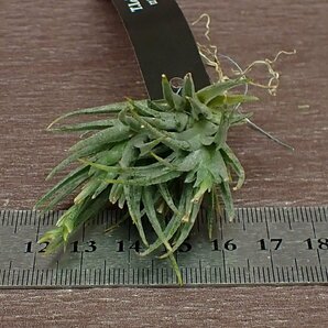 Tillandsia loliacea チランジア・ロリアセア★エアプランツEPの画像3