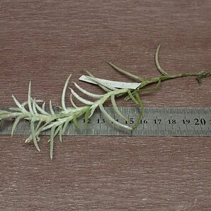 Tillandsia mollis チランジア・モリス★エアプランツEPの画像3