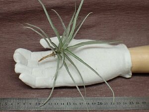 Tillandsia reichenbachii チランジア・ライヘンバッキー●エアプランツJD