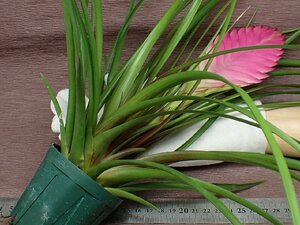 Tillandsia cyanea チランジア・シアネア●エアプランツSE