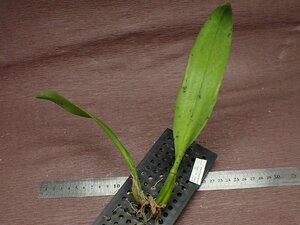 Bulbophyllum lilacinum バルボフィラム・リラシナム★ラン苗