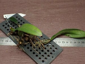 Bulbophyllum spathulatum バルボフィラム・スパスラツム★ラン苗