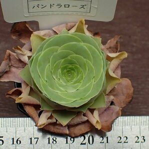 Greenovia 'Pandora Rose' グリーノビア パンドラローズ★多肉植物の画像3