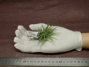 Tillandsia tenuifolia Open form チランジア・テヌイフォリア オープンフォーム■エアプランツTI