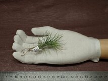 Tillandsia funckiana チランジア・フンキアナ■エアプランツSE_画像1