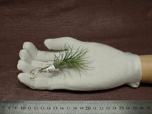 Tillandsia funckianachi Ran jia*fnki дыра # воздушный растения SE