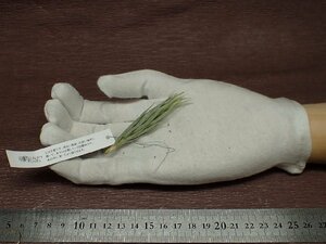 Tillandsia kirschnekii チランジア・キルシュネキー■エアプランツEP