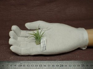 Tillandsia ionantha Mexican22 チランジア・イオナンタ メキシカン■エアプランツTI