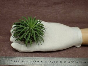 Tillandsia ionantha Guatemala Giant03chi Ran jia* Io наан бирка atema радиоконтроллер . Ian to# воздушный растения KK