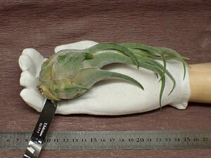 Tillandsia selerianachi Ran jia* selection rear na* air plant EP