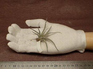 Tillandsia chiapensis チランジア・チアペンシス■エアプランツTI