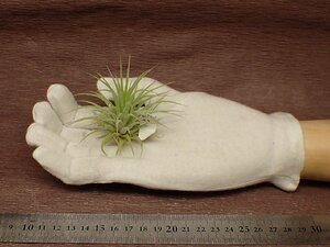 Tillandsia ionantha チランジア・イオナンタ■エアプランツCO