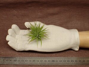 Tillandsia ionantha 'Fat Boy'chi Ran jia* Io naan ta Fatboy 14# air plant TI