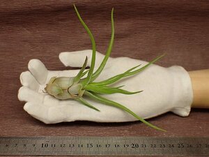 Tillandsia ionantha v.vanhyningii x T.bulbosa 'Belize'chi Ran jia* Io naan ta bumper i person gi-xbrubo-sa Berry z# air plant JD