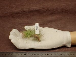 Tillandsia funckiana チランジア・フンキアナ★エアプランツCO