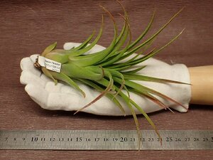 Tillandsia 'Hawaiian Paradise'chi Ran jia Hawaiian pala dice * air plant JD