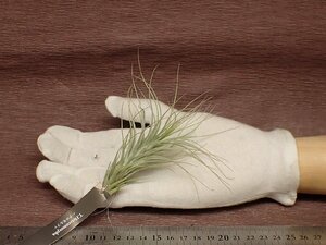 Tillandsia heteromorpha チランジア・ヘテロモルファ●エアプランツEP