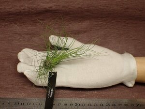 Tillandsia filifolia チランジア・フィリフォリア●エアプランツEP