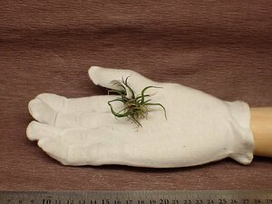 Tillandsia bulbosa 'Mini Brazil'chi Ran jia*brubo-sa Mini Brazil # воздушный растения TI