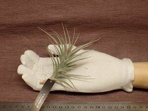 Tillandsia aeranthos SP チランジア・アエラントス SP★エアプランツEP