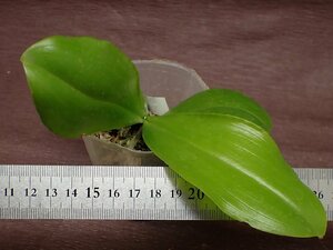 Phalaenopsis violacea alba ファレノプシス・ビオラセア アルバ★ラン苗