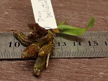 Dendrobium bellatulum デンドロビウム・ベラツラム★ラン苗_画像3