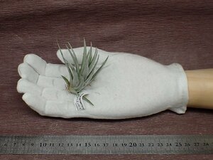 Tillandsia comarapaensis チランジア・コマラパエンシス★エアプランツTI