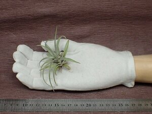 Tillandsia mima v.chilitensischi Ran jia*mi inset li ton sis* air plant TI