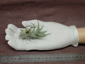 Tillandsia edithae Green form チランジア・エディシアエ グリーンフォーム★エアプランツPR