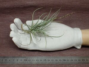 Tillandsia recurvata x T.streptocarpa? チランジア・レクルバータxストレプトカルパ★エアプランツPR