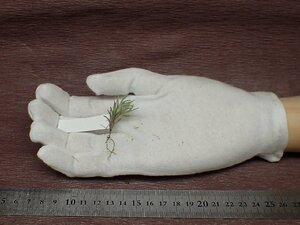 Tillandsia capillaris v.cordobensis？ チランジア・カピラリス コルドベンシス★エアプランツBS