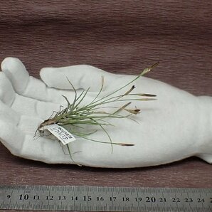 Tillandsia recurvata チランジア・レクルバタ★エアプランツBSの画像1