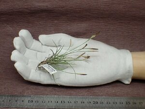 Tillandsia recurvata チランジア・レクルバタ★エアプランツBS