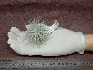 Tillandsia tectorumchi Ran jia* tech tiger m* air plant EP