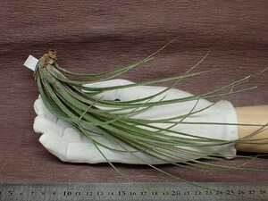 Tillandsia hammerichi Ran jia* handle me Lee * air plant TI