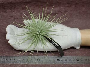 Tillandsia magnusiana チランジア・マグヌシアーナ●エアプランツEP