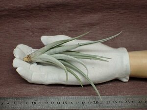 Tillandsia zecherichi Ran jia*ze che li* air plant EP