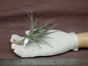 Tillandsia 'Mystic Trumpet Bordeaux' チランジア ミスティックトランペットボルドー●エアプランツPR