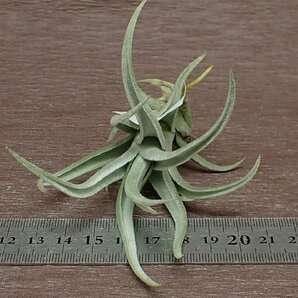 Tillandsia xiphioides Hairy form チランジア・クシフィオイデス ヘアリーフォーム●エアプランツPRの画像3