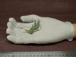 Tillandsia arequitae チランジア・アレキタエ■エアプランツPR