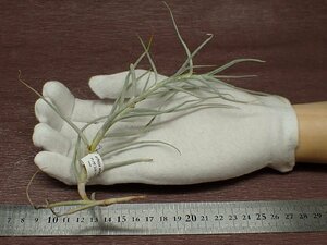 Tillandsia arhiza small form チランジア・アリザ スモールフォーム★エアプランツPR