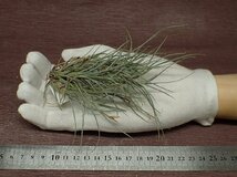 Tillandsia usneoides x T.recurvata form1 チランジア・ウスネオイデスxレクルバータ フォーム1★エアプランツPR_画像1